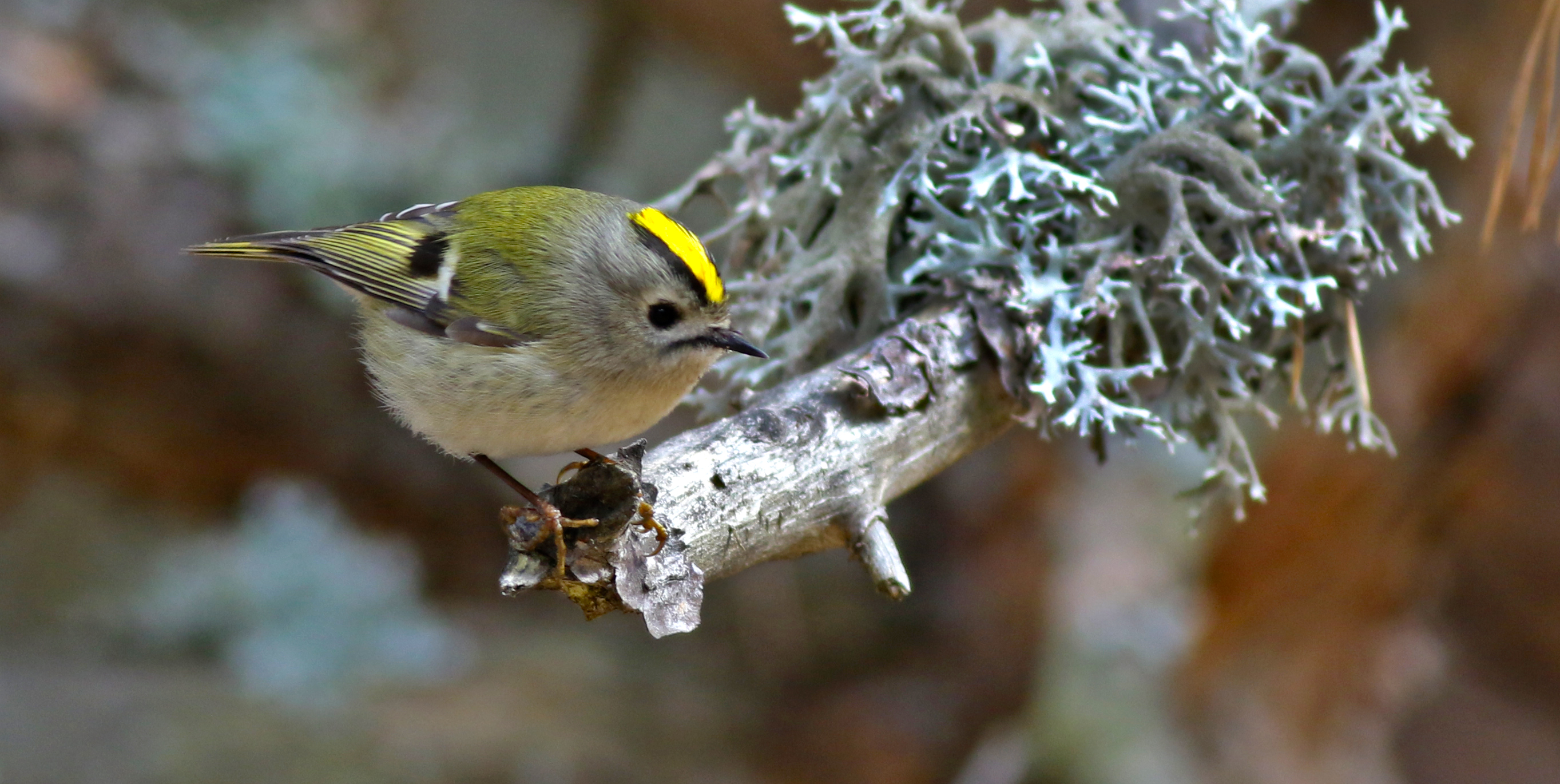 Common Firecrest
